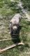 Labrador Retriever Puppies for sale in Idaho Falls, ID 83406, USA. price: $1,250