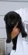 Labrador Retriever Puppies for sale in Fargo, ND 58103, USA. price: $700