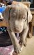 Labrador Retriever Puppies for sale in Katy, TX 77494, USA. price: $1,200