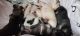 Labrador Retriever Puppies for sale in Henderson, NV, USA. price: $1,200