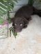 Labrador Retriever Puppies for sale in Taft, TN 38488, USA. price: $25