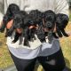 Labrador Retriever Puppies for sale in New York, NY, USA. price: $200
