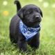 Labrador Retriever Puppies for sale in New York, NY, USA. price: $200