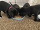 Labrador Retriever Puppies for sale in Lynden, WA 98264, USA. price: NA