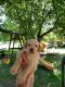 Labrador Retriever Puppies for sale in Traverse City, MI, USA. price: $600