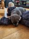 Labrador Retriever Puppies for sale in 473 County Rte 6, Phoenix, NY 13135, USA. price: $1,400