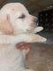 Labrador Retriever Puppies for sale in Kammaradi, Karnataka 577125, India. price: 9000 INR