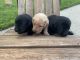 Labrador Retriever Puppies for sale in Girard, IL 62640, USA. price: $600