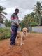 Labrador Retriever Puppies for sale in Nelamangala Bus Station, Bengaluru, Karnataka 562123. price: 5 INR