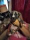 Labrador Retriever Puppies for sale in Golden Valley, AZ 86413, USA. price: NA