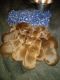 Labrador Retriever Puppies for sale in Whittemore, IA 50598, USA. price: $300