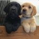 Labrador Retriever Puppies for sale in Dallas, TX, USA. price: $800