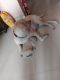 Labrador Retriever Puppies for sale in Mariyappana Palya, Gnana Bharathi, Bengaluru, Karnataka 560056, India. price: 13000 INR