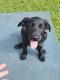 Labrador Retriever Puppies for sale in Massena, NY 13662, USA. price: $140,000