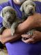 Labrador Retriever Puppies for sale in Hermiston, OR, USA. price: $1,000