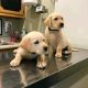 Labrador Retriever Puppies for sale in Austin, TX, USA. price: $750