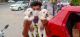 Labrador Retriever Puppies for sale in Ahmedabad, Gujarat, India. price: 12000 INR