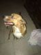 Labrador Retriever Puppies for sale in Baton Rouge, LA 70810, USA. price: NA