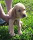 Labrador Retriever Puppies for sale in Cave City, KY 42127, USA. price: NA