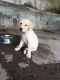 Labrador Retriever Puppies for sale in Pundrak, Haryana 132001, India. price: 15000 INR