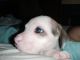 Labrador Retriever Puppies for sale in Orlando, FL, USA. price: NA