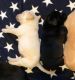 Labrador Retriever Puppies for sale in Walla Walla County, WA, USA. price: NA