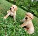 Labrador Retriever Puppies for sale in 166 Wolf Creek Rd, Bernville, PA 19506, USA. price: $800