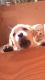 Labrador Retriever Puppies for sale in Kelseyville, CA 95451, USA. price: NA