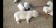 Labrador Retriever Puppies for sale in Shamli, Uttar Pradesh 247776, India. price: 10000 INR