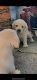 Labrador Retriever Puppies for sale in Patratu, Jharkhand, India. price: 10000 INR
