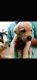 Labrador Retriever Puppies for sale in Nagpur, Maharashtra, India. price: 5000 INR
