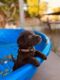 Labrador Retriever Puppies for sale in San Andreas, CA 95249, USA. price: $1,200