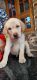 Labrador Retriever Puppies for sale in Kannanalloor, Kerala, India. price: 9000 INR