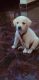 Labrador Retriever Puppies for sale in MKB FRIENDS NEST, Hosabasavanapura, Krishnarajapura, Bengaluru, Karnataka 560049, India. price: NA