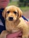 Labrador Retriever Puppies for sale in Parks, AZ, USA. price: $800