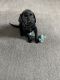 Labrador Retriever Puppies for sale in Highland, MI 48357, USA. price: $700