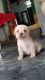 Labrador Retriever Puppies for sale in Vijayawada, Andhra Pradesh, India. price: 7000 INR
