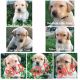 Labrador Retriever Puppies for sale in Lakewood, WA, USA. price: $1,250