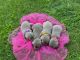 Labrador Retriever Puppies for sale in Spring Valley, IL 61362, USA. price: $1,200