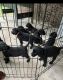 Labrador Retriever Puppies for sale in Covington, LA 70435, USA. price: $175