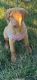 Labrador Retriever Puppies for sale in Palos Hills, IL 60465, USA. price: $1,750