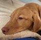 Labrador Retriever Puppies for sale in Richmond, VA 23294, USA. price: NA
