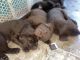 Labrador Retriever Puppies for sale in Randolph, MN, USA. price: $1,000