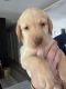 Labrador Retriever Puppies for sale in Millington, MD 21651, USA. price: $1,200