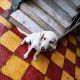 Labrador Retriever Puppies for sale in Manikonda Rd, Manikonda Jagir, Telangana, India. price: 15000 INR