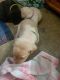 Labrador Retriever Puppies for sale in Barrackpore Station Rd, Barrackpore, West Bengal 700120, India. price: 12000 INR