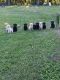 Labrador Retriever Puppies for sale in Tyler, MN 56178, USA. price: $800