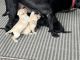 Labrador Retriever Puppies for sale in Forest Lake, MN, USA. price: NA
