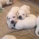 Labrador Retriever Puppies for sale in Maine, ME 04736, USA. price: NA