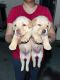 Labrador Retriever Puppies for sale in Chandigarh, India. price: 7500 INR